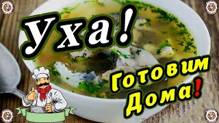 УХА! 🐟 Готовим Дома! 👍 Как готовить уху правильно! 😋 Вкусная и Здоровая Пища 🥣🐟 Рецепты