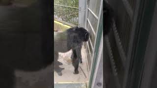 避禍★⑫チンパンジー・ギンくん・スグルくん★仲間デス・Chimpanzee・・・沖縄こどもの国・Okinawa Zoo \u0026 Museum(20210414)