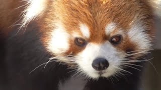 レッサーパンダ　ミライくん　のんびりタイム中です　【浜松市動物園】