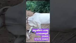 കൃഷ്ണ പശു ചാലക്കുടി 20000 97470 24465