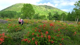 レンゲツツジの花が咲く湯の丸高原2014・4K撮影