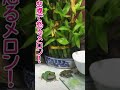 空腹でブチ切れ！捕食カエルにボディプレス hungry and furious japanese tree frog that body presses to friends