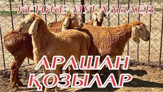 ВОЛЧОКТЫҢ ҚОЗЫЛАРЫ.АРАШАН ҚОЗЫЛАР