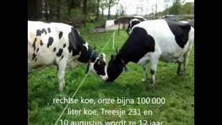 Koeien voor de eerste keer buiten 30 april 2012.wmv