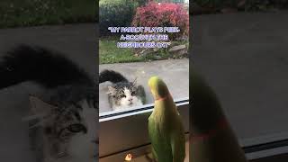 #youtube #funny #birds #parrot