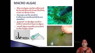 algae collection
