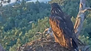 Elder eaglet first successful flight | White-tailed eagles | July 24, 2024