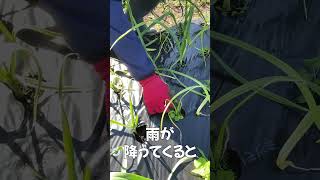 プロが教える！ニンニクを大きく育てるための【除草のコツ】 #栽培 #育て方 #収量アップ #有機 #shorts