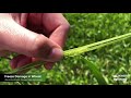 freeze damage evaluating its effect on your wheat