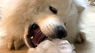 【サモエド犬】冷凍庫の隅にあったデカい氷を与えてみた🐶