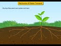 mechanism of water absorption in plants