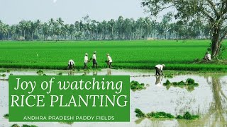 Watch the joy of Rice Planting - From the Paddy Fields of Andhra Pradesh