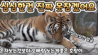 (4K)화보에서나 나올법한 비쥬얼로 낮잠자는 무궁이 태범이(아무도 예상못한 무궁이의 매트저지레) - 백두대간수목원 / 한국호랑이 / 호랑이숲