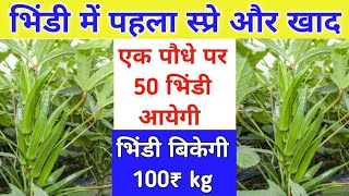 भिंडी में पहला स्प्रे और खाद / Bhindi Ki Kheti / Bhindi Me Pahla Khad / भिंडी में पहला स्प्रे