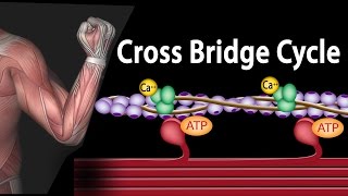 Muscle Contraction - Cross Bridge Cycle, Animation.