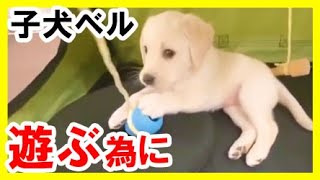 遊ばせ方研究！子犬ベル ラブラドールレトリバー 大型犬