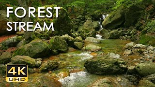 4K Forest Stream - Relaxing River Sounds - No Birds - Ultra HD Nature Video -  Relax/ Sleep/ Study/