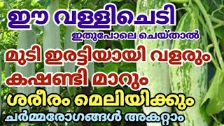 മുടി തഴച്ചു വളരാന്‍ഈ നാട്ടുമരുന്നു മതി|കുടല്‍ |കരള്‍ ശുദ്ധമാക്കും |#hairgrowthtips