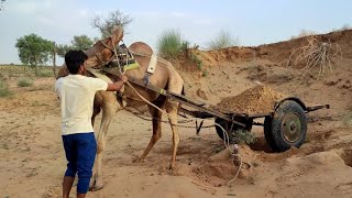 ऊँट को पिच्छे कैसे हटाया,ऊँट गाड़ी को रेत से भरता हुआ |सुभाष भाई |