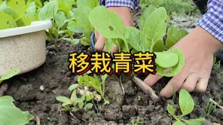 最近摆摊卖掉不少菜今天要补种一批小青菜#沪漂 #开荒种菜