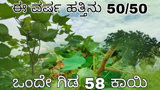 || ಈ ವರ್ಷ ಹತ್ತಿನು 50/50 ಒಂದೇ ಗಿಡ 58 ಕಾಯಿ || #wearefarmers1