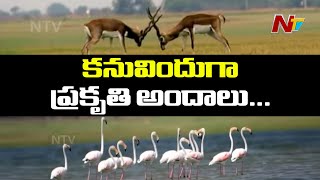 వన్యప్రాణులతో సందడిగా మారిన శ్రీరామ్ సాగర్ ప్రాజెక్ట్| Sriram Sagar Project Turned into Tourism |NTV