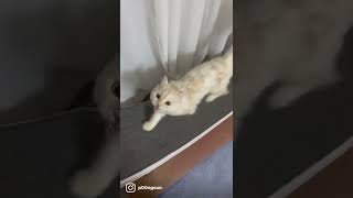 캣휠타면서 우는 고양이  Why My Cat Meowing Non stop?