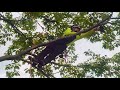 arborist skills climber work positioning