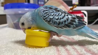 セキセイインコ・ヒメさん、1人遊び