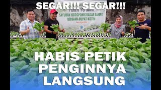 Asyiknya Panen Langsung di Kebun Hidroponik 88 Sampit