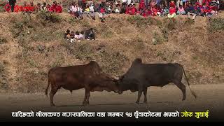 धादिङको नीलकण्ठ नगरपालिका वडा नम्बर १४ धुँवाकोटमा भएको गोरु जुधाई