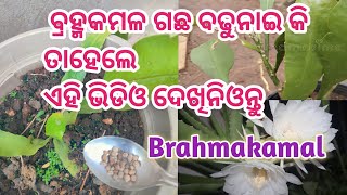 ବ୍ରହ୍ମକମଳ ଗଛ ଭଲ ବଢିବା ପାଇଁ ଏହାର ଯତ୍ନ କିପରି ନେବା #odiavlog