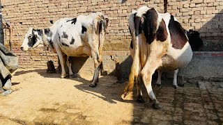 ਵੀਰ ਦੇ ਘਰ ਦੀਆਂ ਦੋ ਗੱਬਣ ਗਾਵਾਂ ਵਿਕਾਉ 👌🏻👌🏻ਘੱਟ ਰੇਟ 😱😱Bawa dairy farm