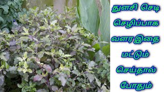 இத மட்டும் செய்தால் போதும் உங்க வீட்டிலும் துளசி செடி செழிப்பாக வளரும்  || tulasi plant