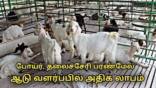 போயர்,தலைச்சேரி பரண்மேல் ஆடு வளர்ப்பில் அதிக லாபம் || tellicherry  goat farm in tamilnadu