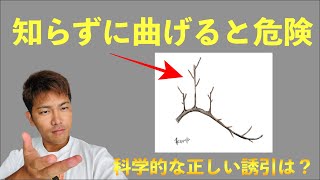 【剪定講座8】これ知らない人多い！正しい誘引の方法とは！？木を作るための大事な作業！