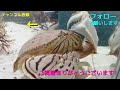 サザナミフグ　エビ食べ放題！どれだけ食べるかな？　pufferfish　आध्मादतक मछली　પફરફિશ　ikan buntal　ปลาปักเป้า　baiacu　cá nóc　Фу́гу