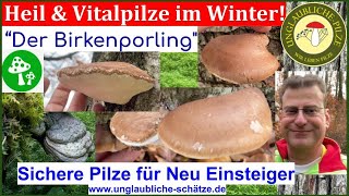 Der Birkenporling  im Porträt Teil 1 - Heilpilze \u0026 Vitalpilze suchen + erkennen  Dezember 2022