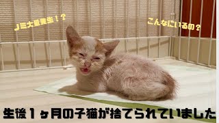 【保護猫】ノミダニだらけの子猫を保護しました