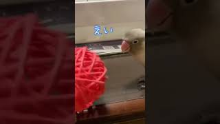 【ボタンインコ】おもちゃを拾わせる鳥【カイヌシとってこい】#shorts