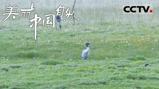 《美丽中国自然》若尔盖湿地的六月奇迹：黑颈鹤 高原吉祥鸟的雨季家园 阿坝系列【CCTV纪录】