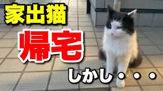 猫が家出をして久しぶり帰宅しました