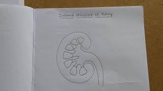 Internal structure of kidney - drawing
