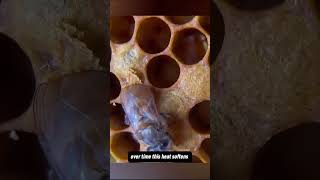 Why Honeycomb Cells Are Hexagonal !!   #honey #bees #hexagon #shorts