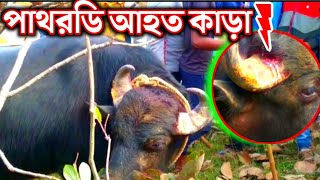 পাথরডি আসরে আহত কাড়া ১৯  অগ্ৰাহায়ণ Pathardih Kara Larai 2021