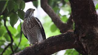 鳳頭蒼鷹(Crested Goshawk)，近在眼前。