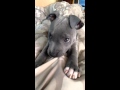 Blue Staffy Puppy