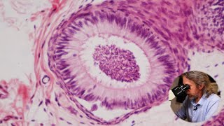 Microscopic anatomy of the epididymis and vas deferens