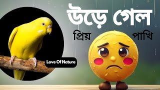 হারিয়ে গেল প্রিয় পাখি: অবশেষে ফিরে এলো! অবিশ্বাস্য সত্য কাহিনী | love of nature