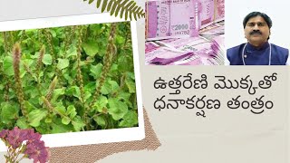 ఉత్తరేణి మొక్కతో ధనాకర్షణ తంత్రం / Monetization strategy with Uttareni plant